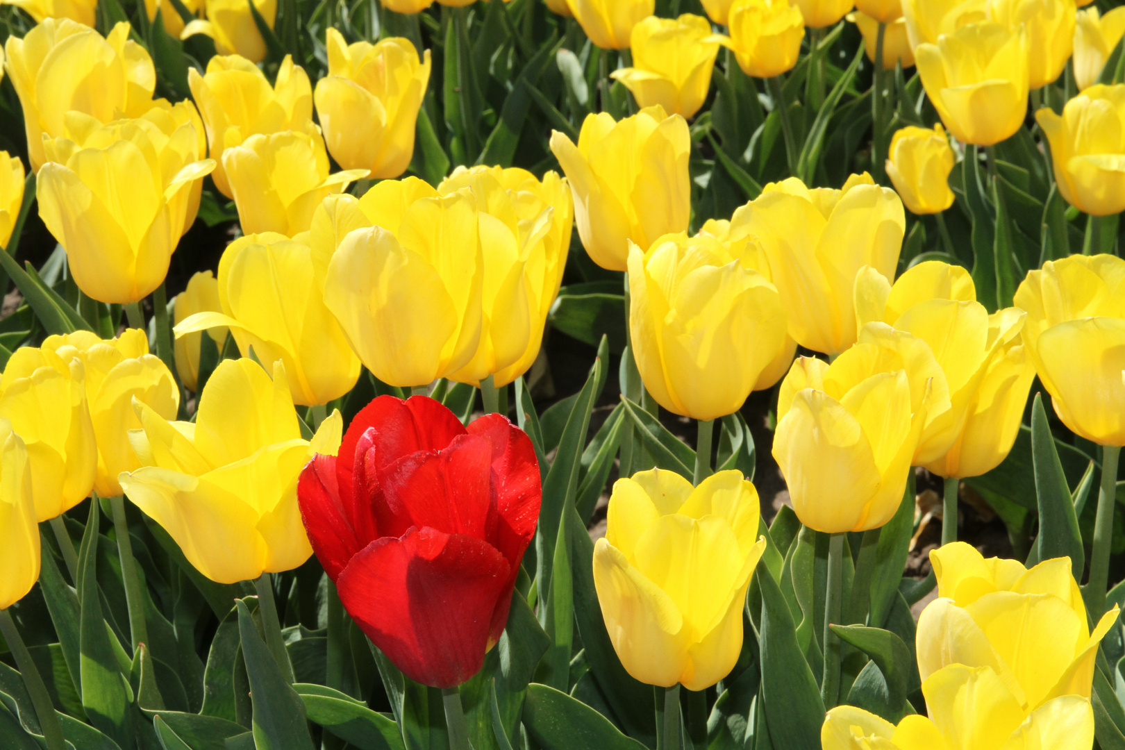 Tulpenfelder in Schwaneberg bei Magdeburg