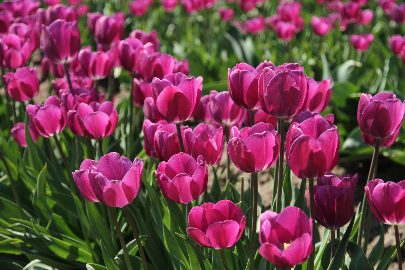 Tulpenfelder in Schwaneberg bei Magdeburg