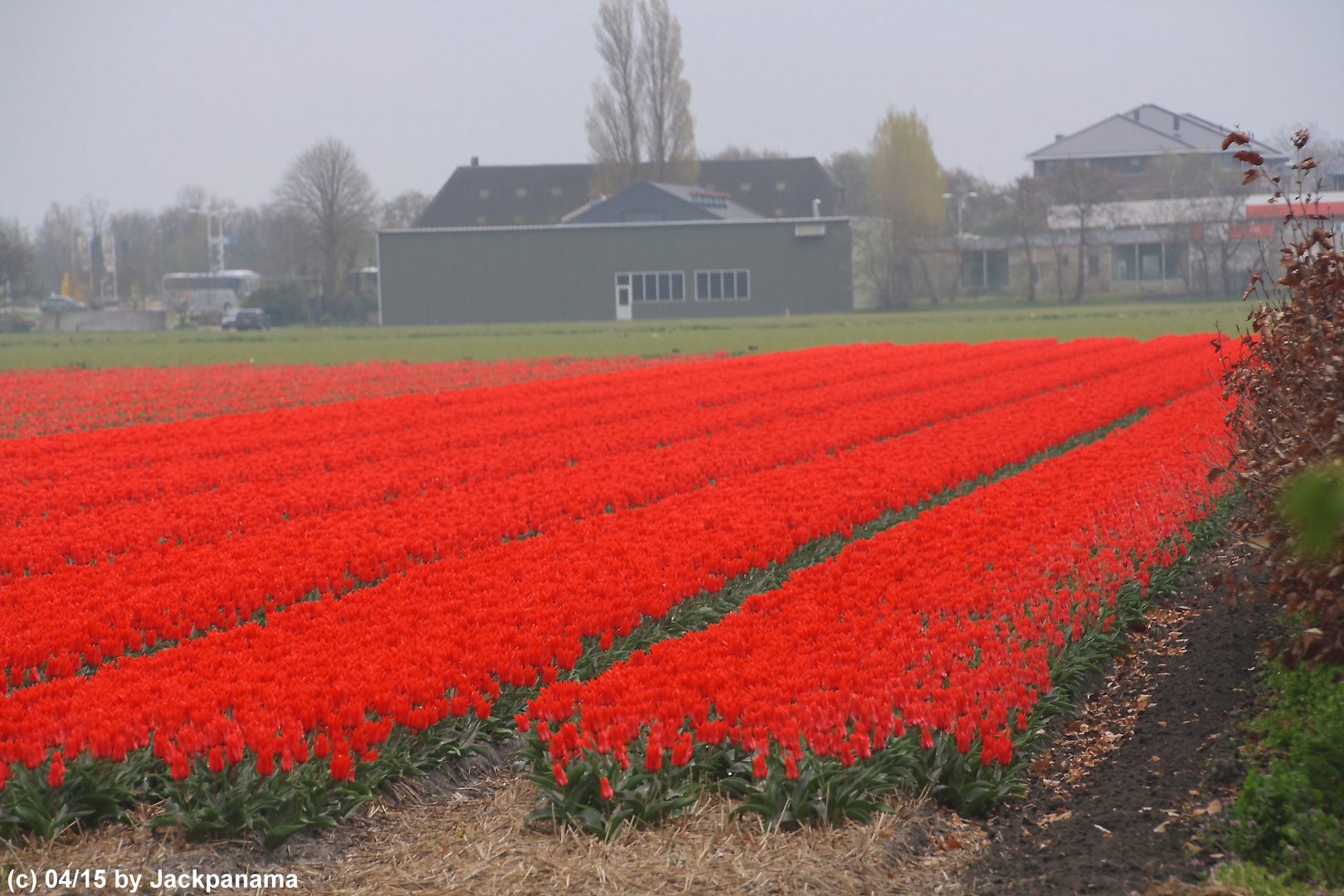 Tulpenfelder soweit man sehen kann / Keukenhof 2015