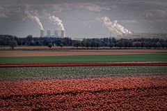 Tulpenfelder und Braukohlekraftwerke