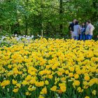 Tulpenfest auf Schloss Pralormo/Piemont 3.