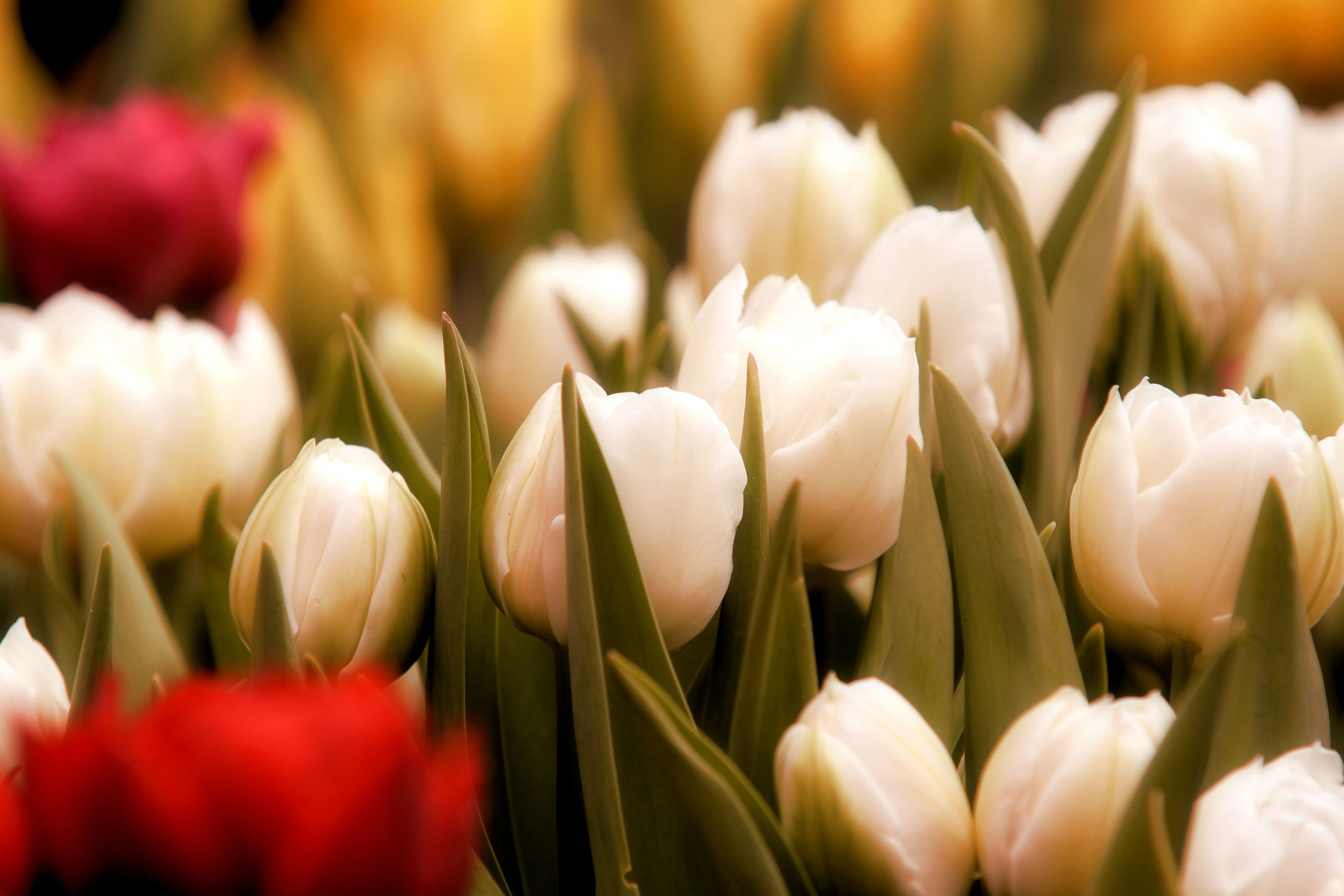 Tulpenfest