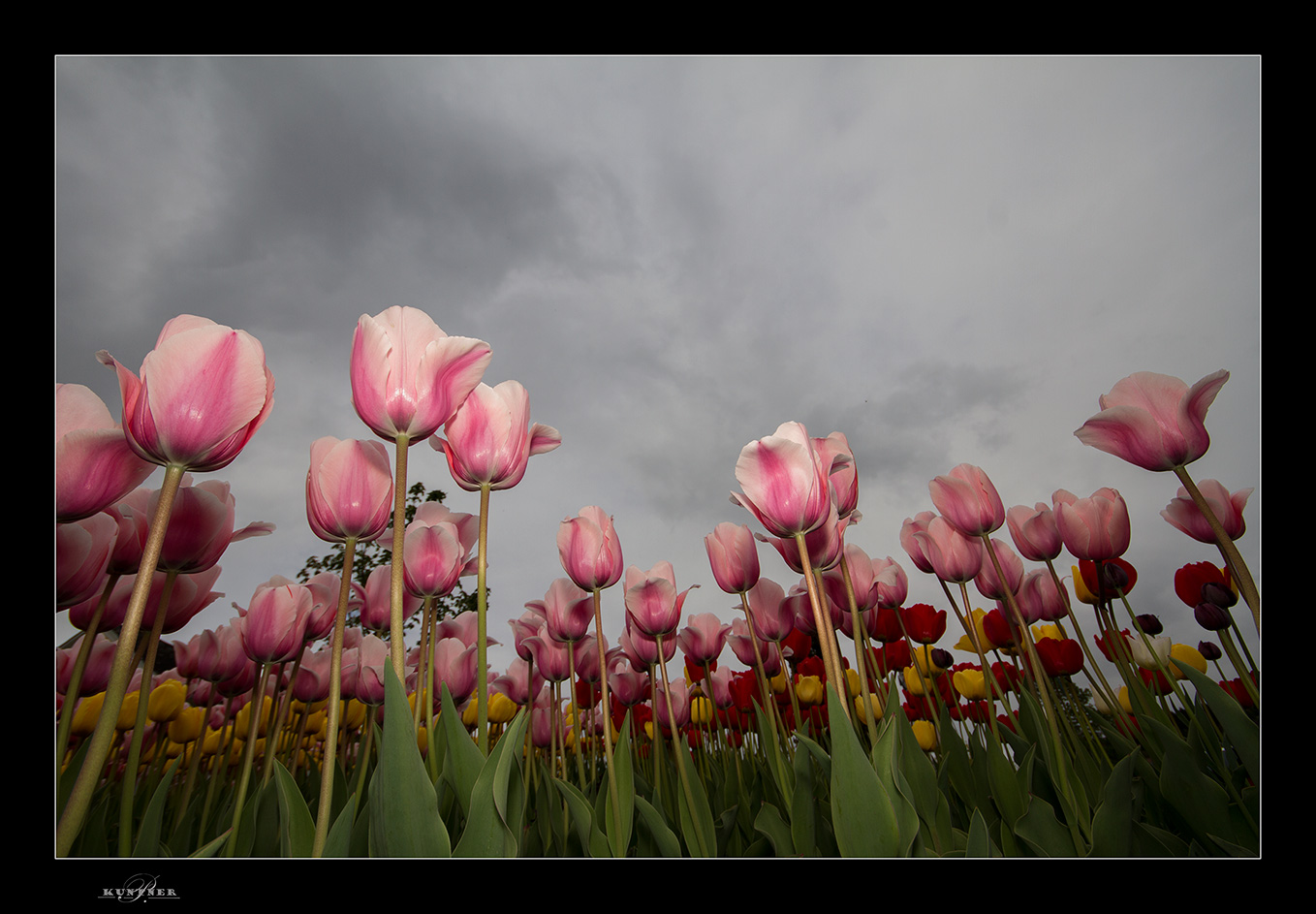 Tulpenfest in Edelsbach bei Feldbach Steiermark