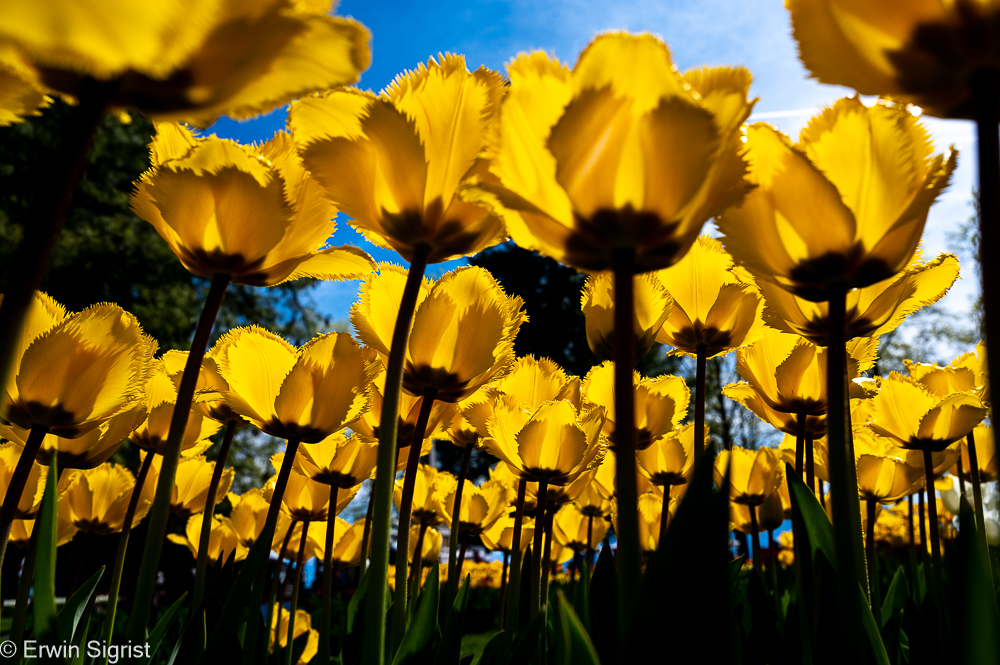 Tulpenfestival (Morges - Schweiz / Switzerland) - I