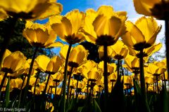 Tulpenfestival (Morges - Schweiz / Switzerland) - I