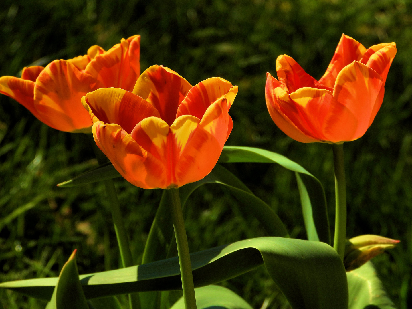 Tulpenfeuer (02)