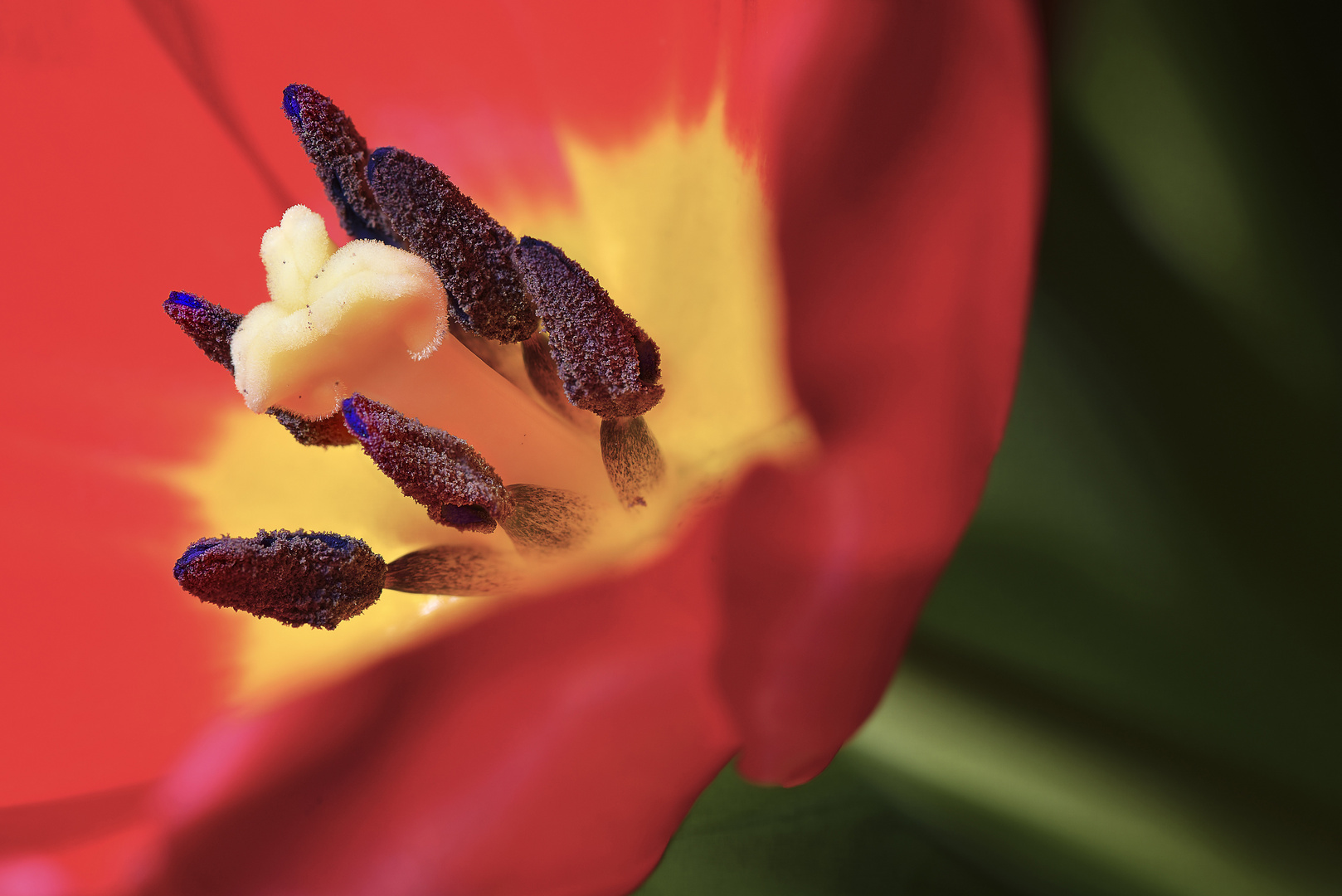 Tulpenfeuer 2