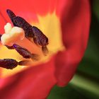 Tulpenfeuer 2