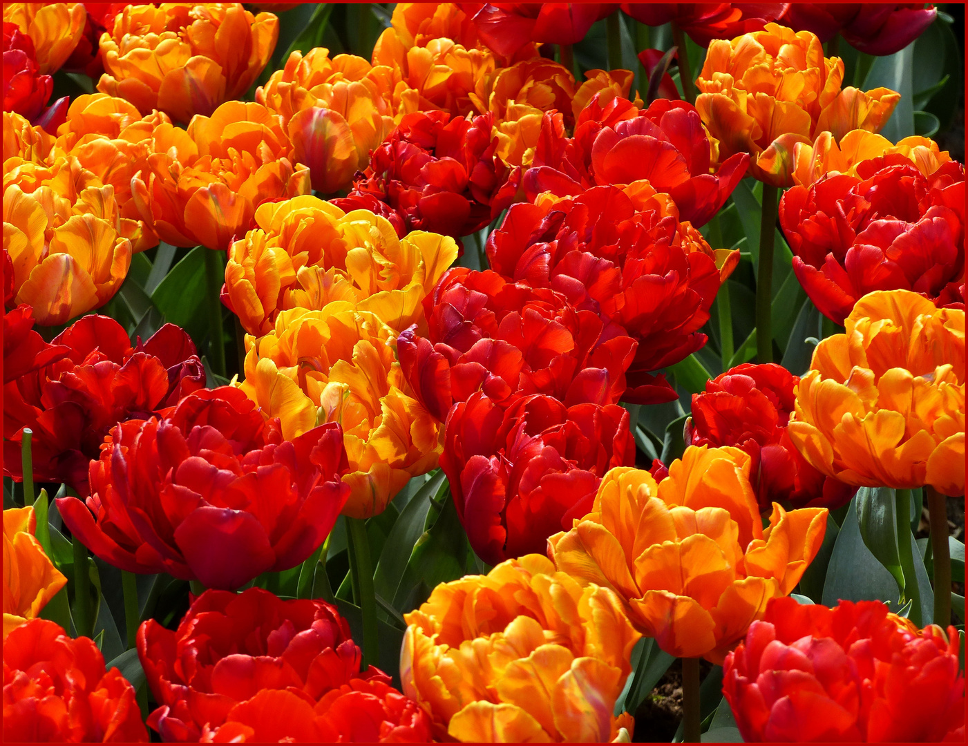 TulpenFeuer