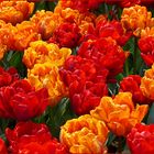 TulpenFeuer