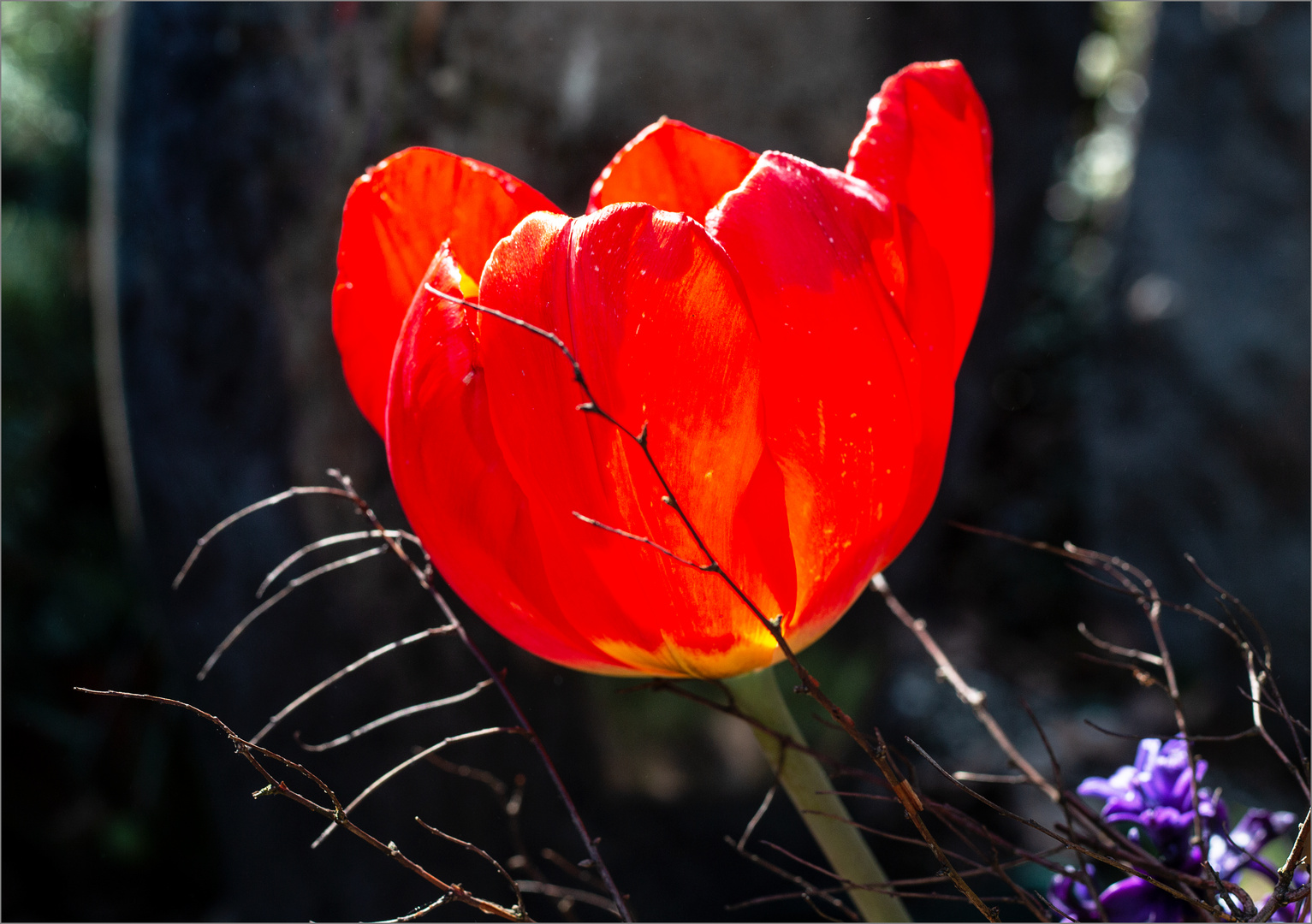 Tulpenfeuer