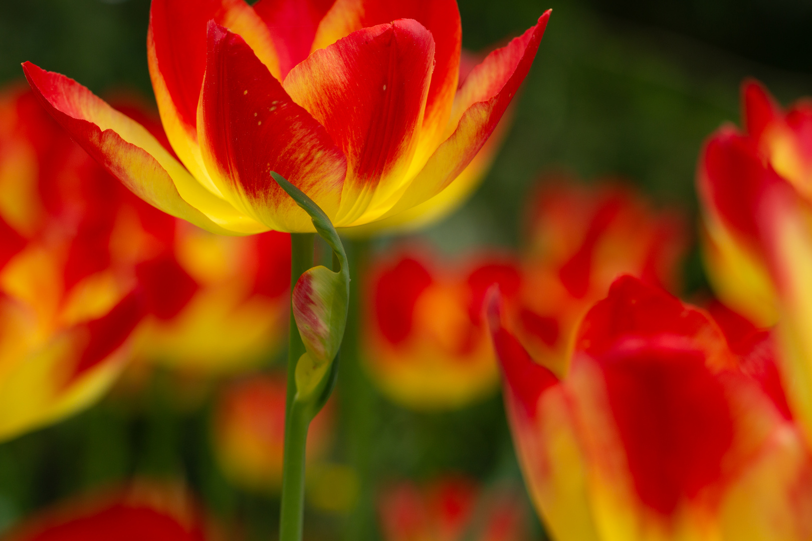 Tulpenfeuer