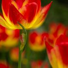 Tulpenfeuer