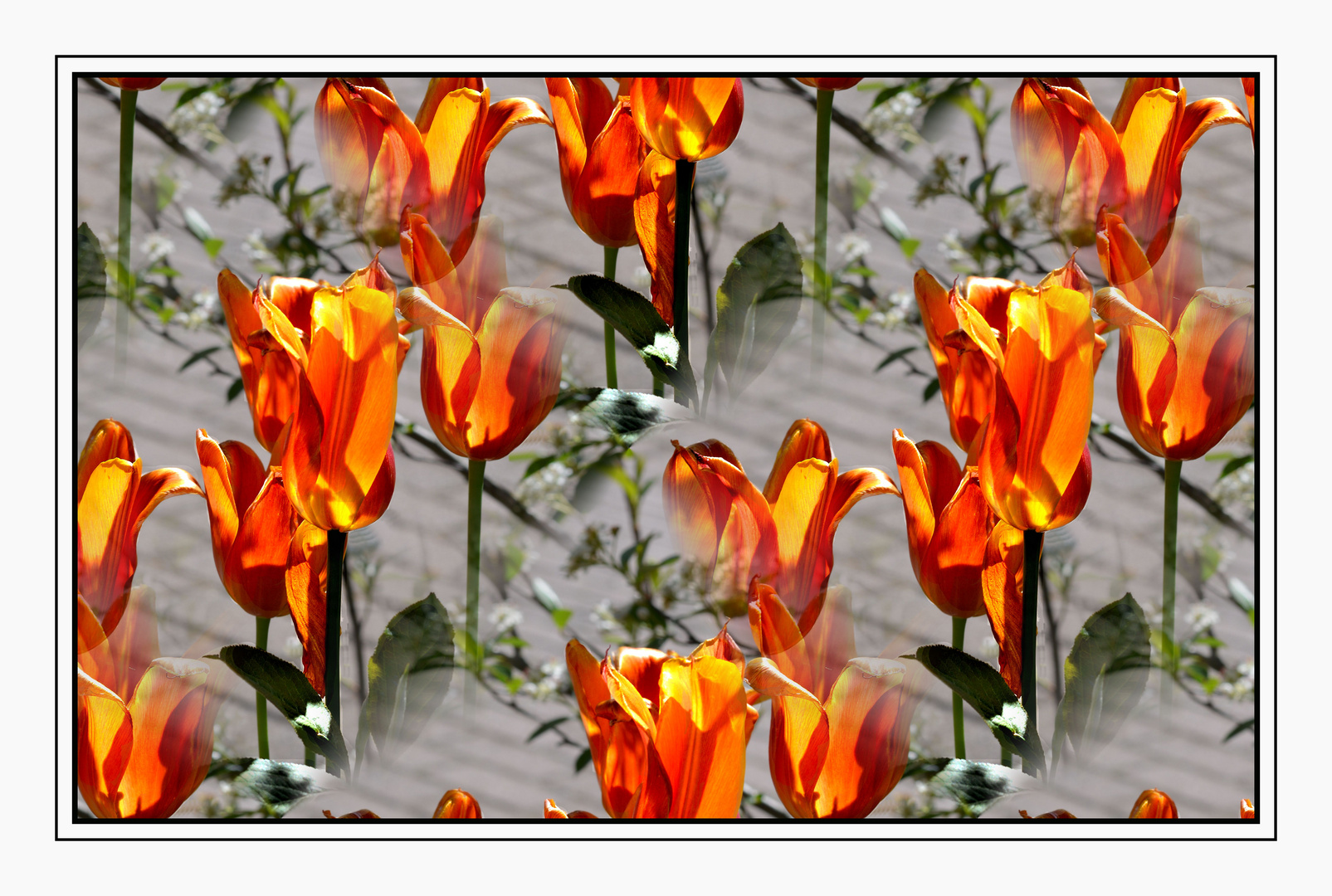 Tulpenfeuer