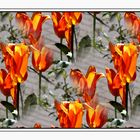 Tulpenfeuer