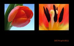 . tulpenfeuer .