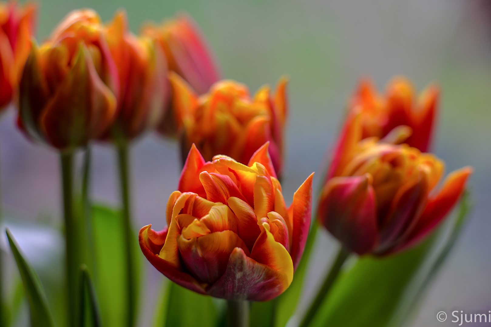 Tulpenfeuer......