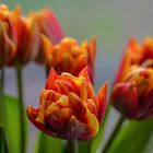 Tulpenfeuer......