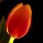 Tulpenfeuer