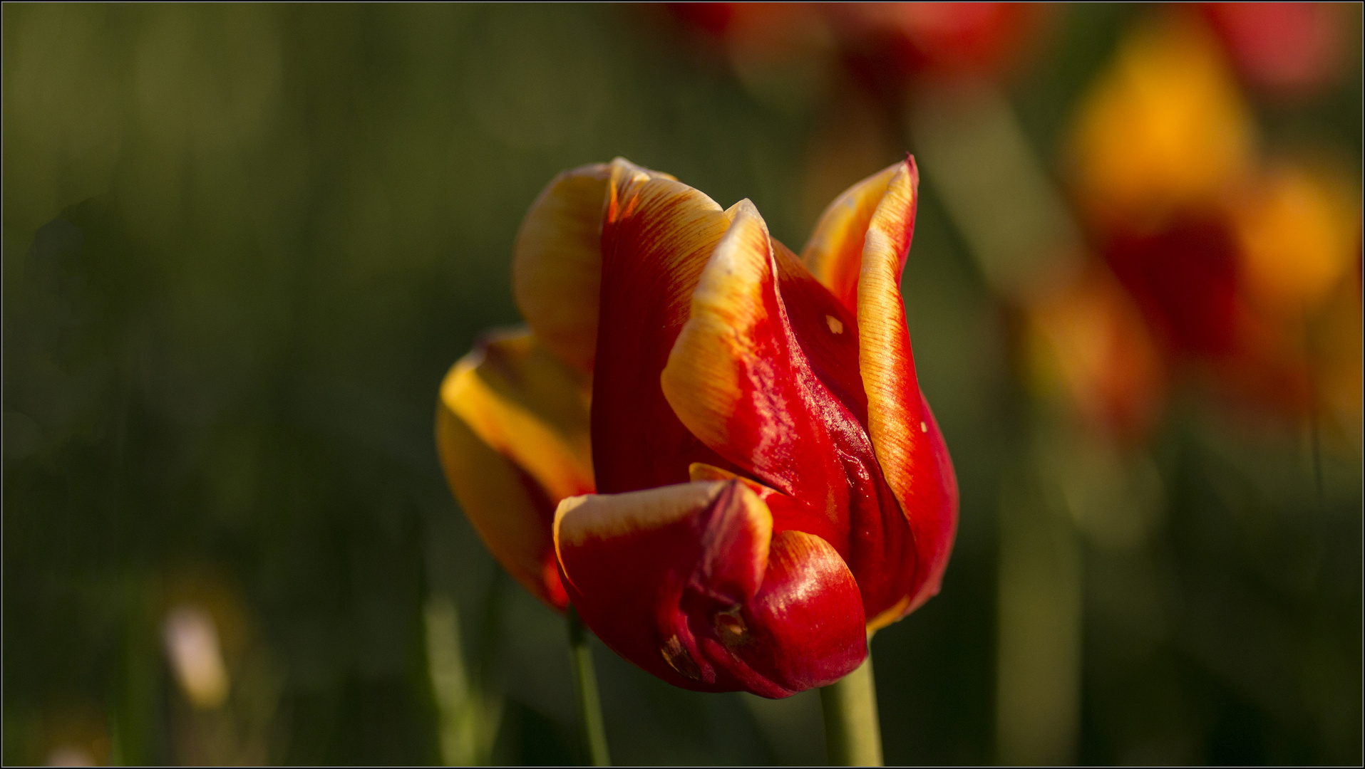 Tulpenfeuer