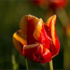 Tulpenfeuer