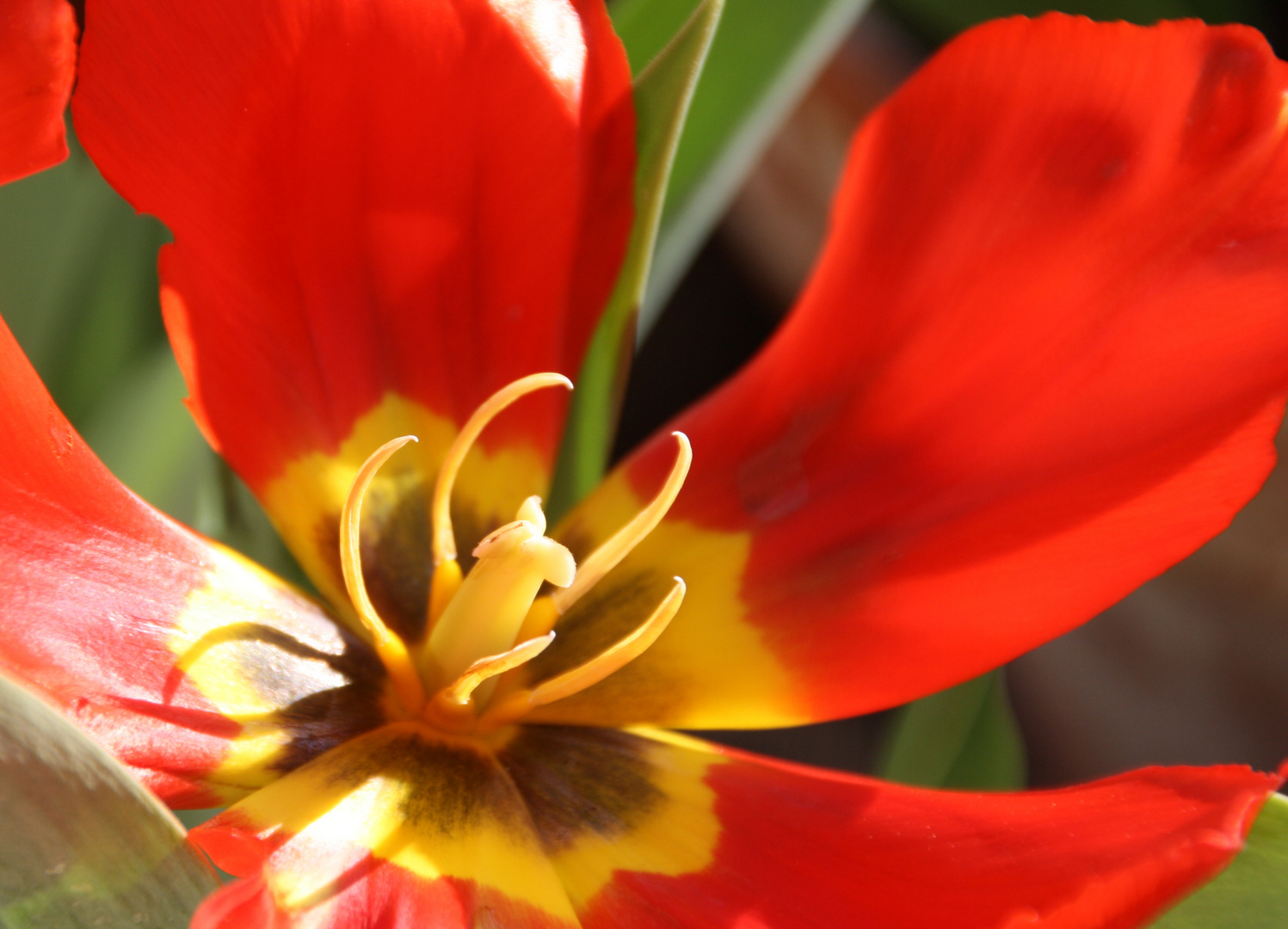 Tulpenfeuer