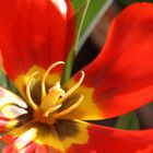 Tulpenfeuer