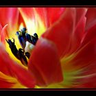 Tulpenfeuer