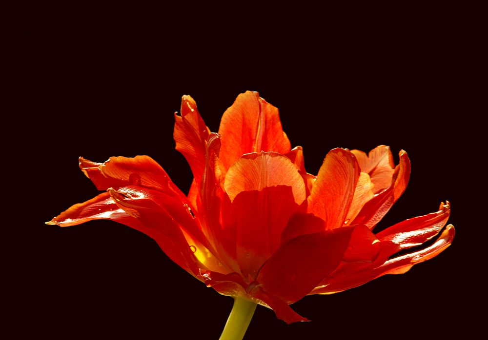 Tulpenfeuer