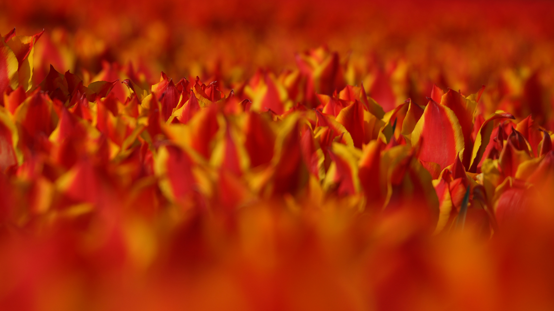 Tulpenfeuer