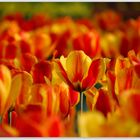 Tulpenfeuer