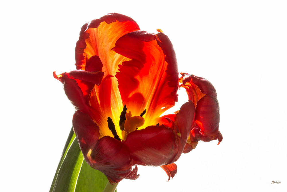 Tulpenfeuer II.