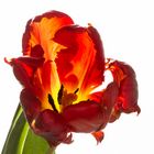 Tulpenfeuer II.