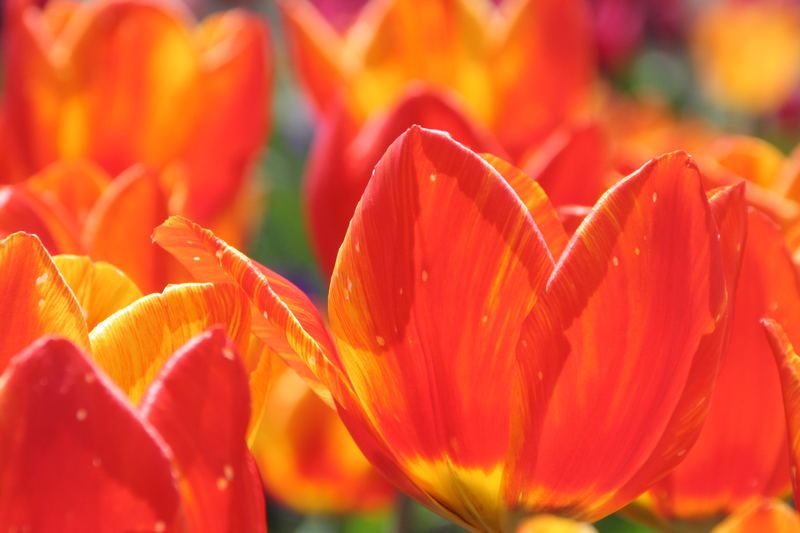 Tulpenfeuer II