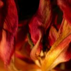 Tulpenfeuer oder: Das Leben ist ein einziger Korb