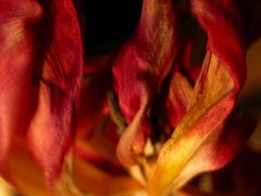 Tulpenfeuer oder: Das Leben ist ein einziger Korb