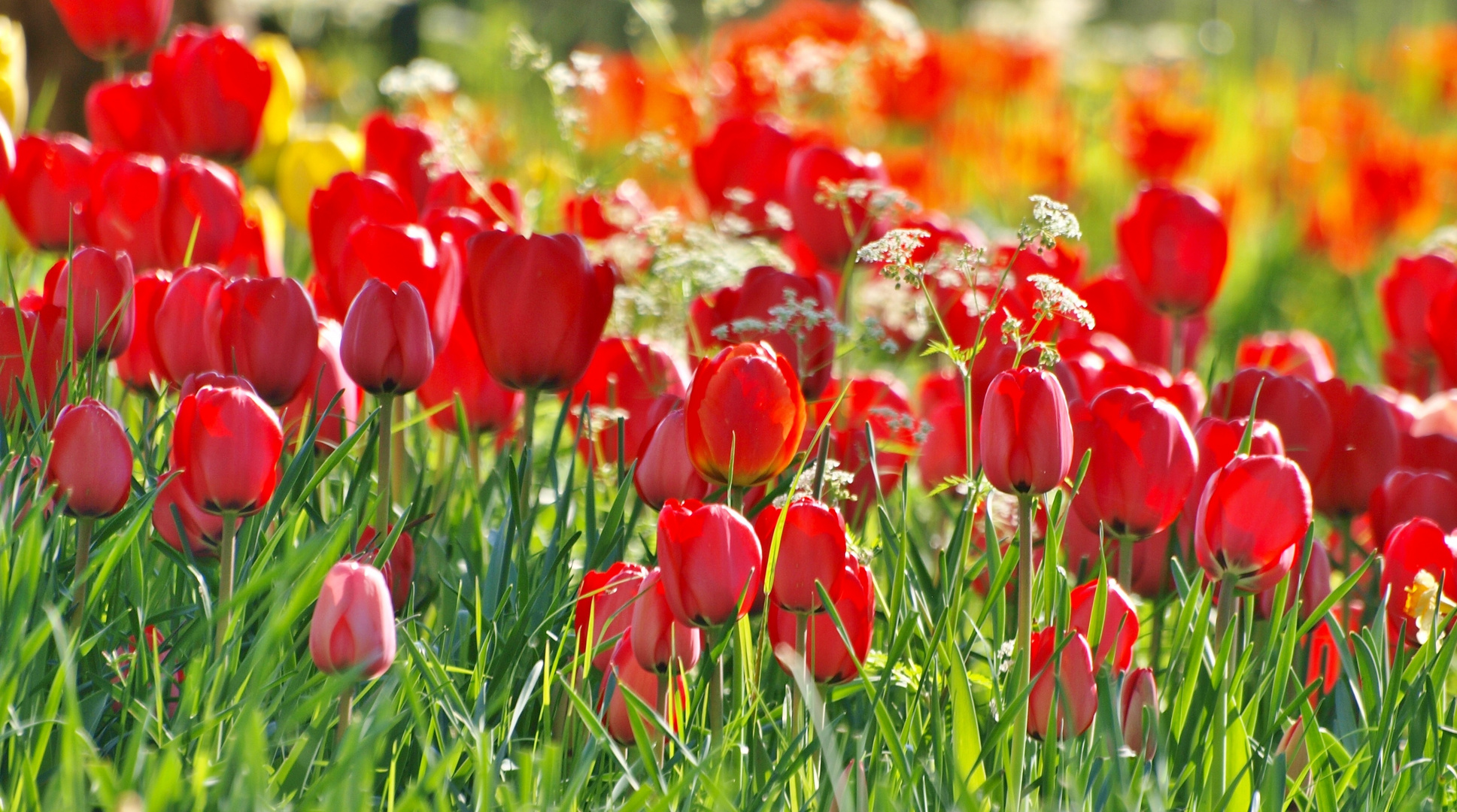 Tulpenfeuerwerk