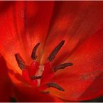 Tulpenfeuerwerk (Tulipa gesneriana)