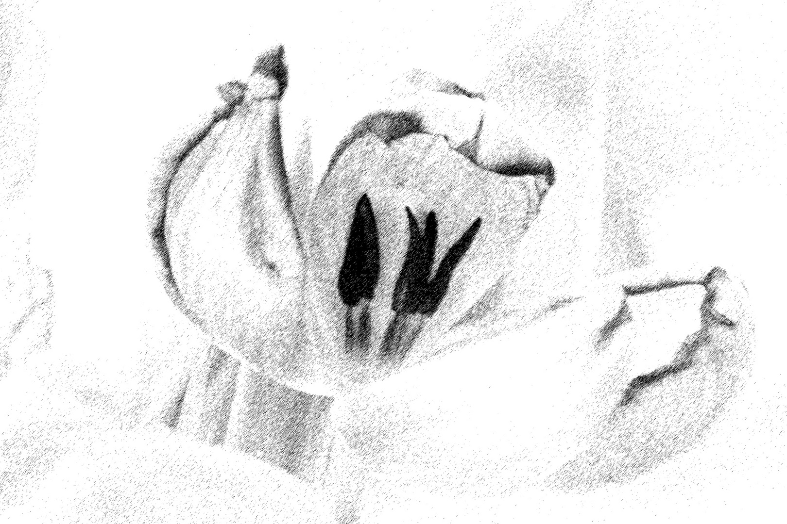 Tulpen_Filter_Strich_fc