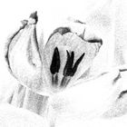 Tulpen_Filter_Strich_fc