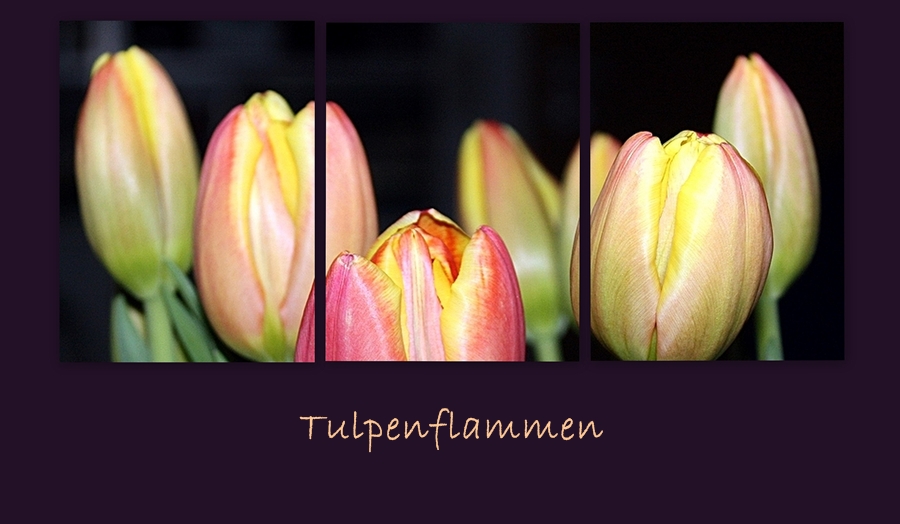 Tulpenflammen