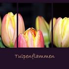 Tulpenflammen