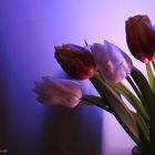 Tulpenfreude