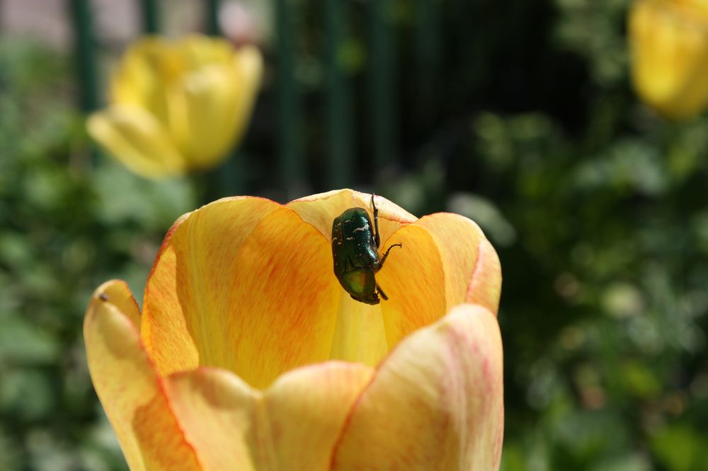 Tulpenfreund auf Klettertour