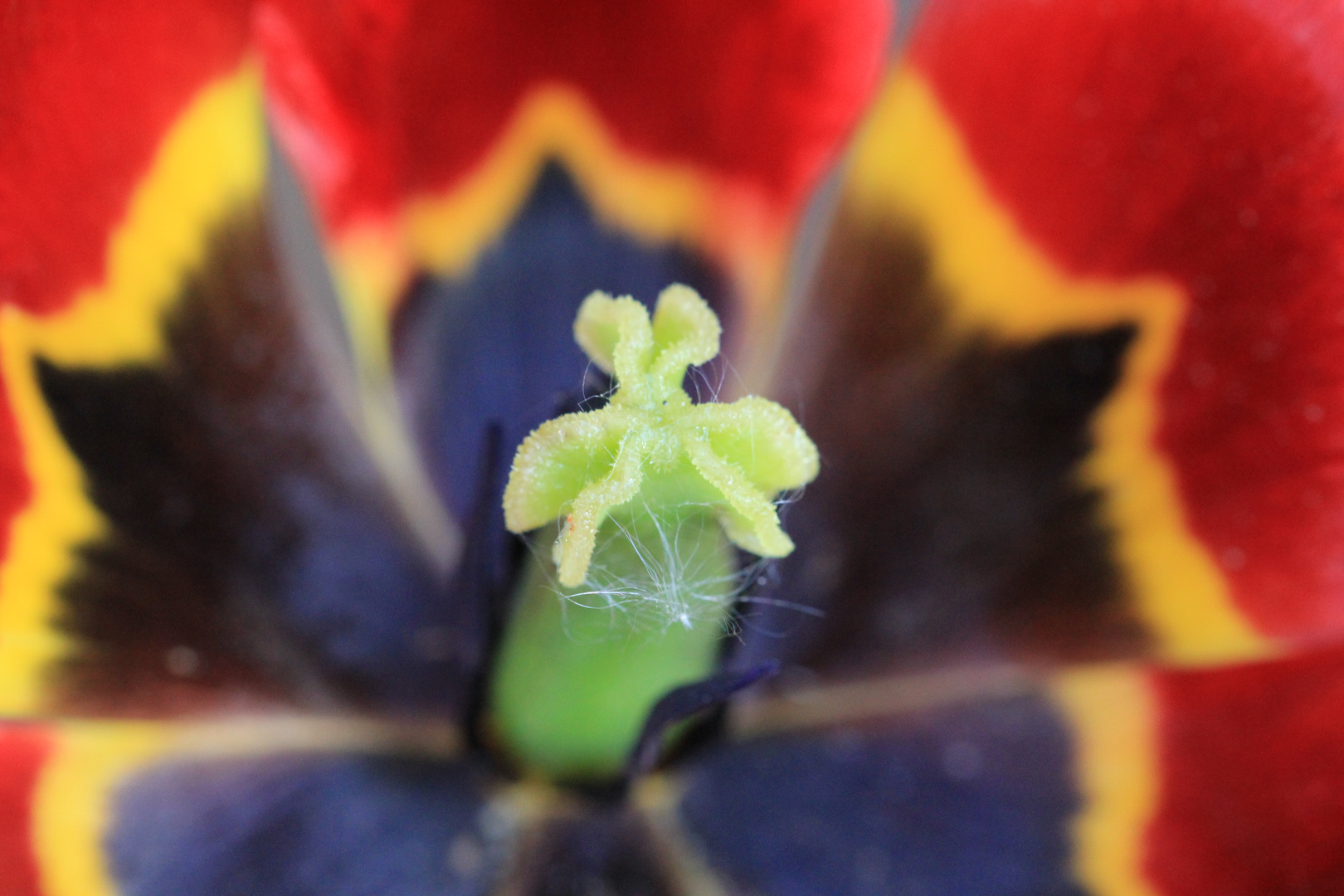 Tulpenfrühling