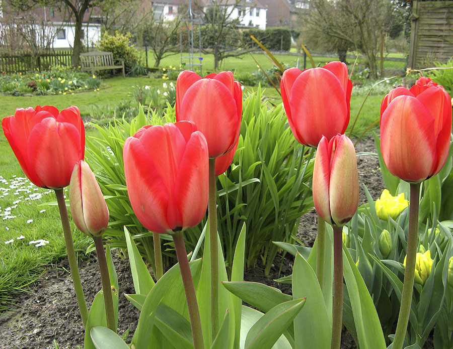 Tulpenfrühling