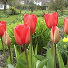 Tulpenfrühling