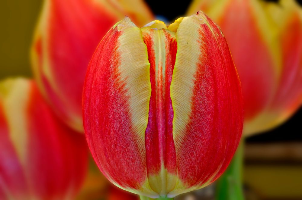 Tulpenfrühling