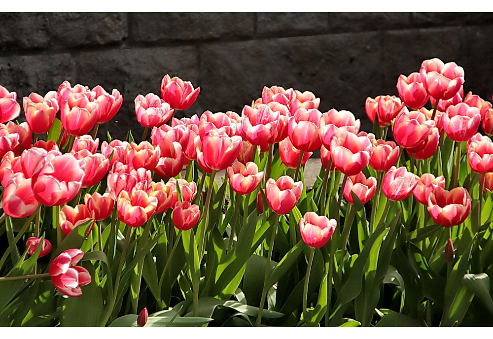 Tulpenfrühling......