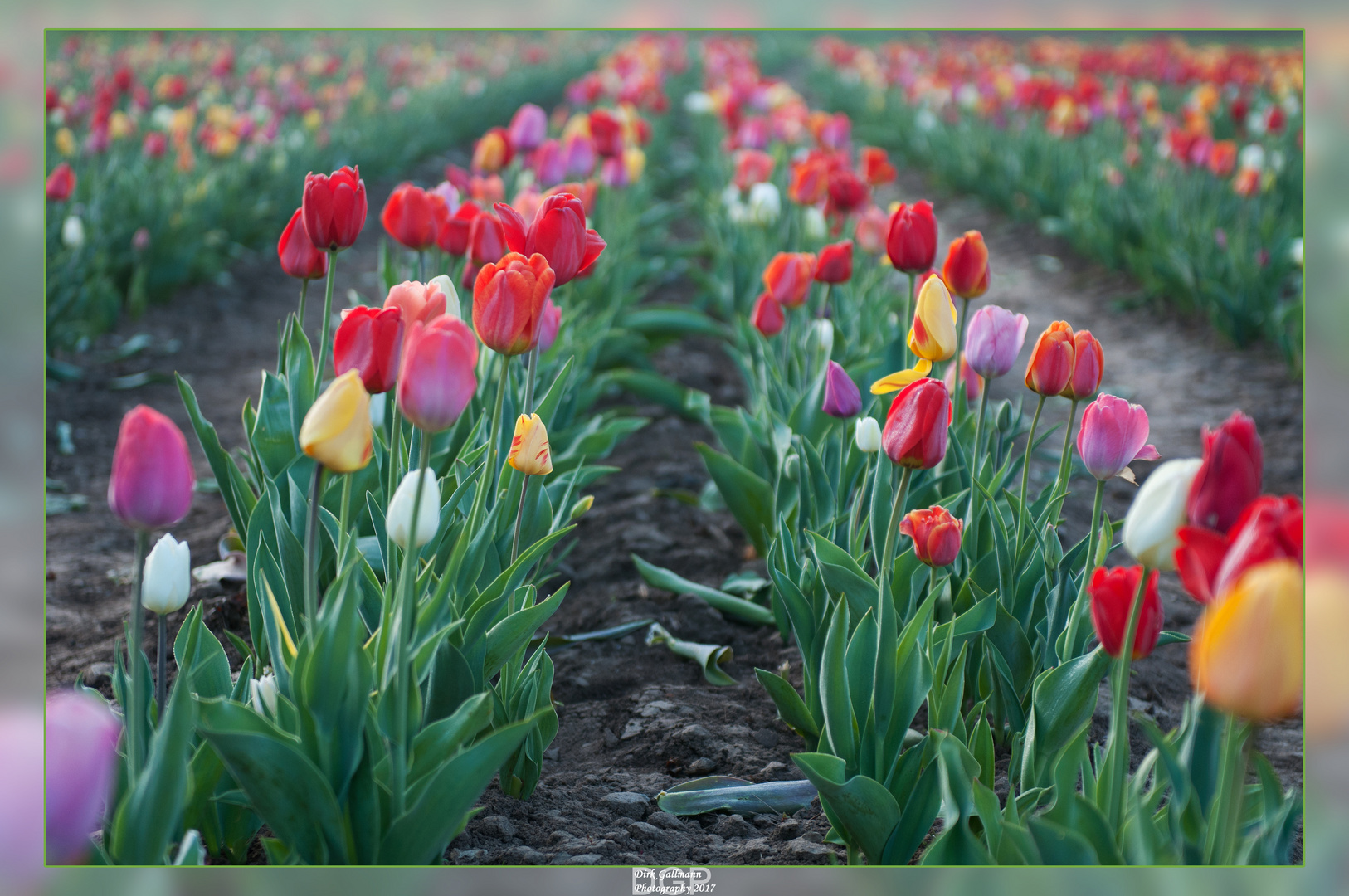 Tulpenfrühling 